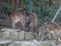 Tiergarten Schönbrunn am 23.03.2023